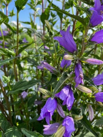 Varsankello, Campanula rapunculoides