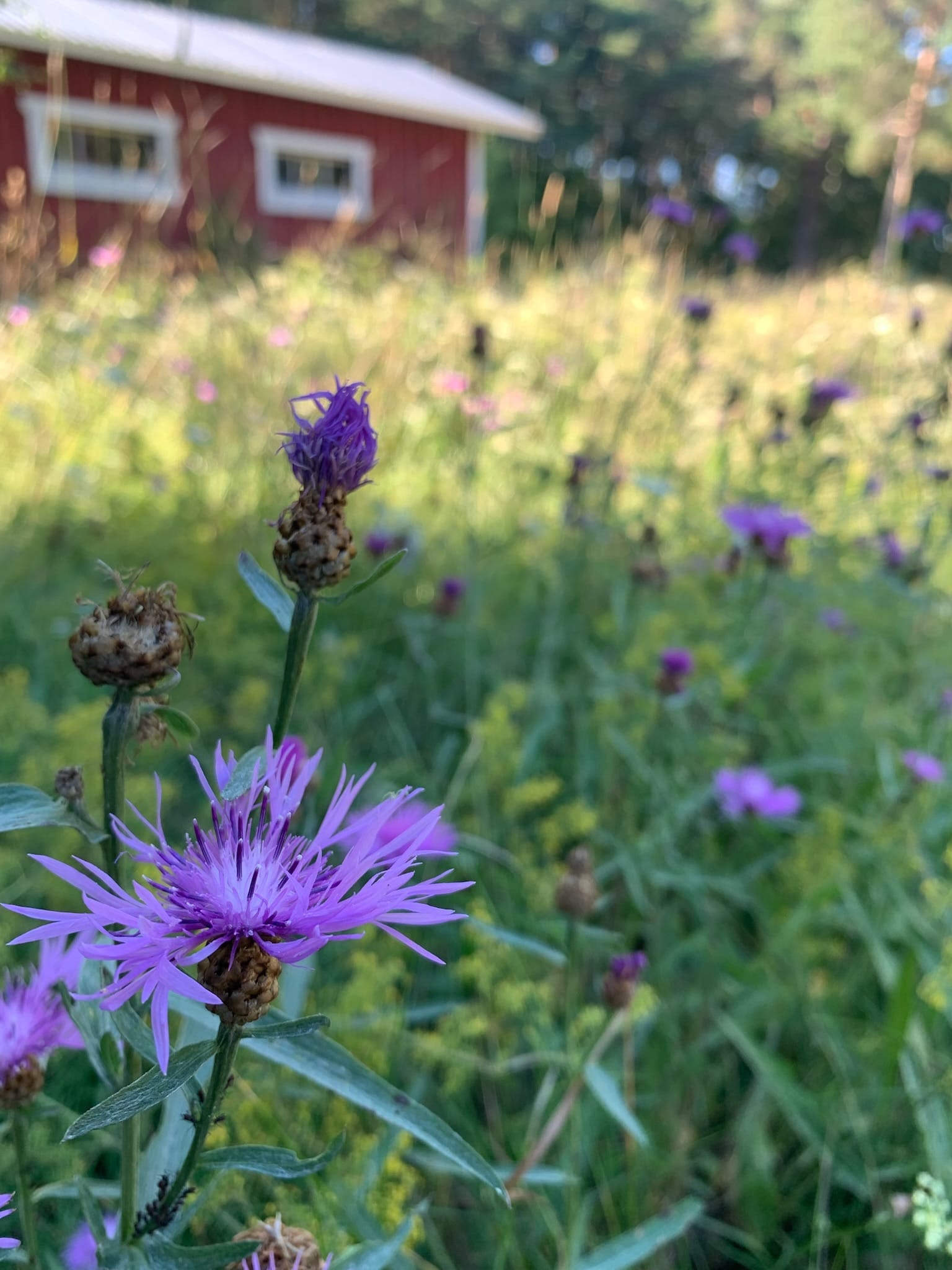 Ahdekaunokki (Centaurea jacea)