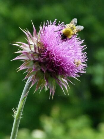 Maarianohdake (Silybum marianum)