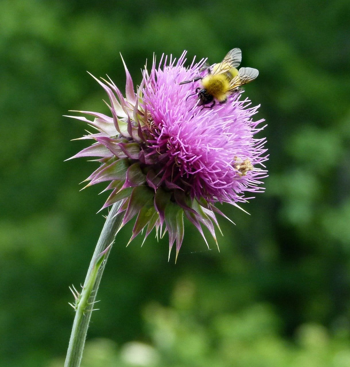 Maarianohdake (Silybum marianum)