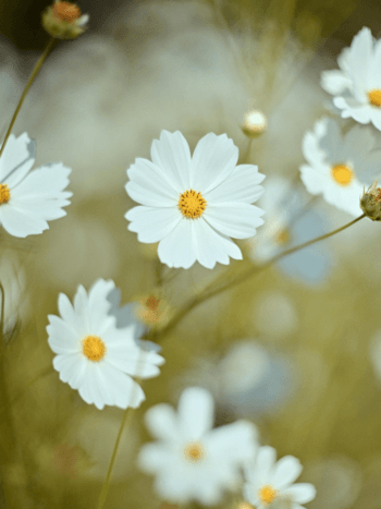 Kosmoskukka (Cosmos bibinnatus) - siemenpussi