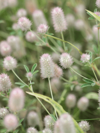 Jänönapila (Trifolium arvense)
