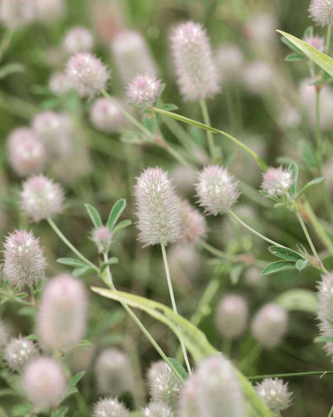 Jänönapila (Trifolium arvense)