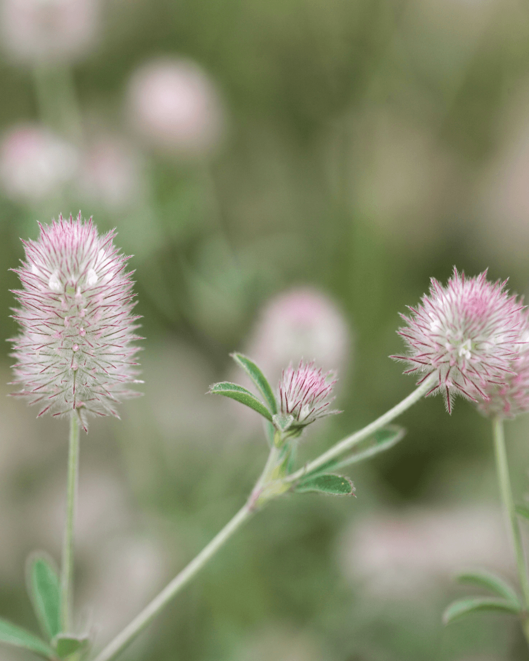 Jänönapila (Trifolium arvense) - Image 2