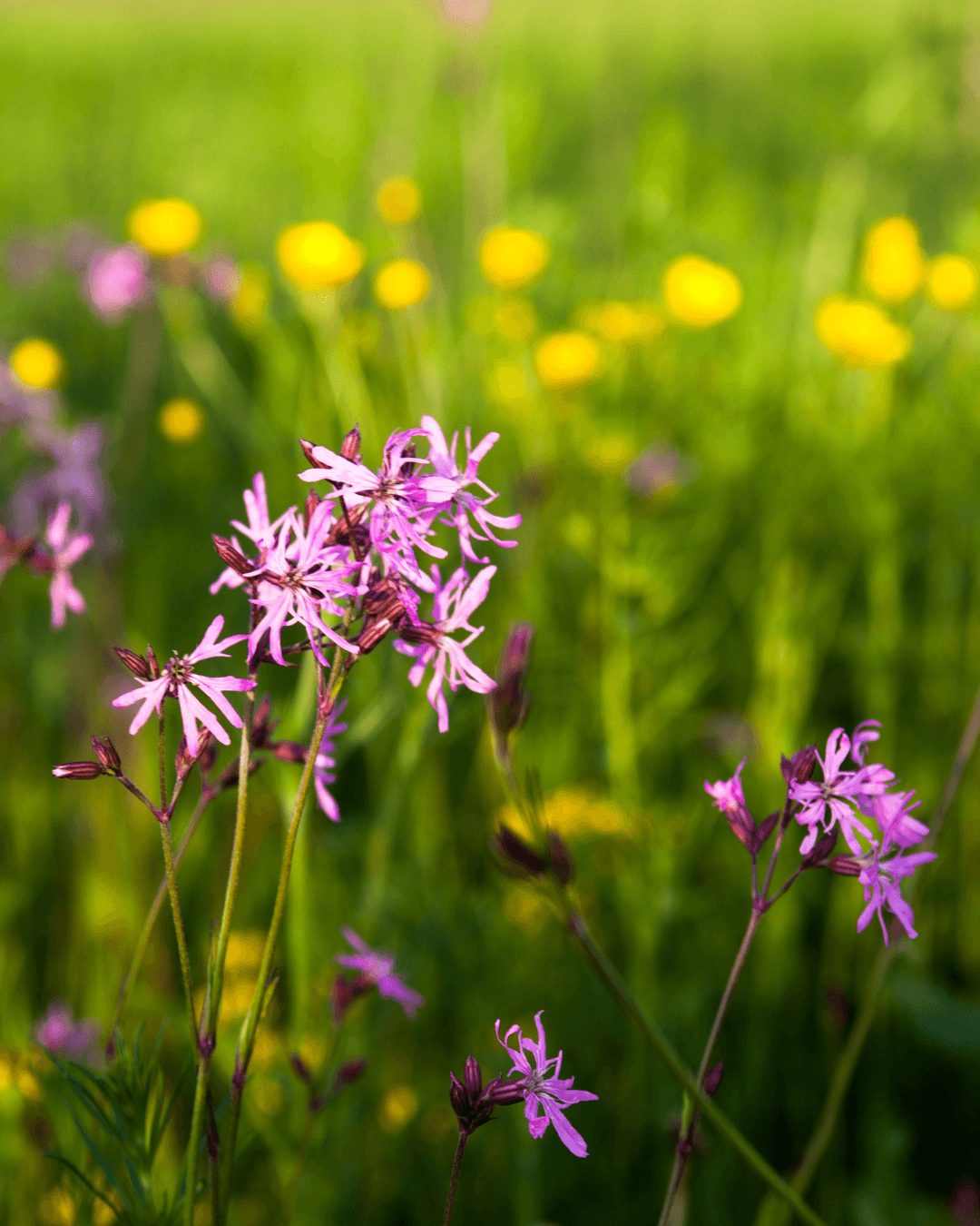 Käenkukka (Lychnis flos-cuculi) - Image 2