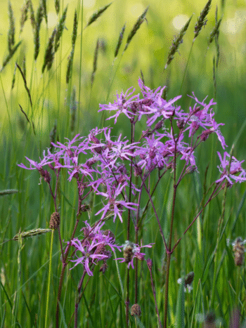 Käenkukka (Lychnis flos-cuculi)