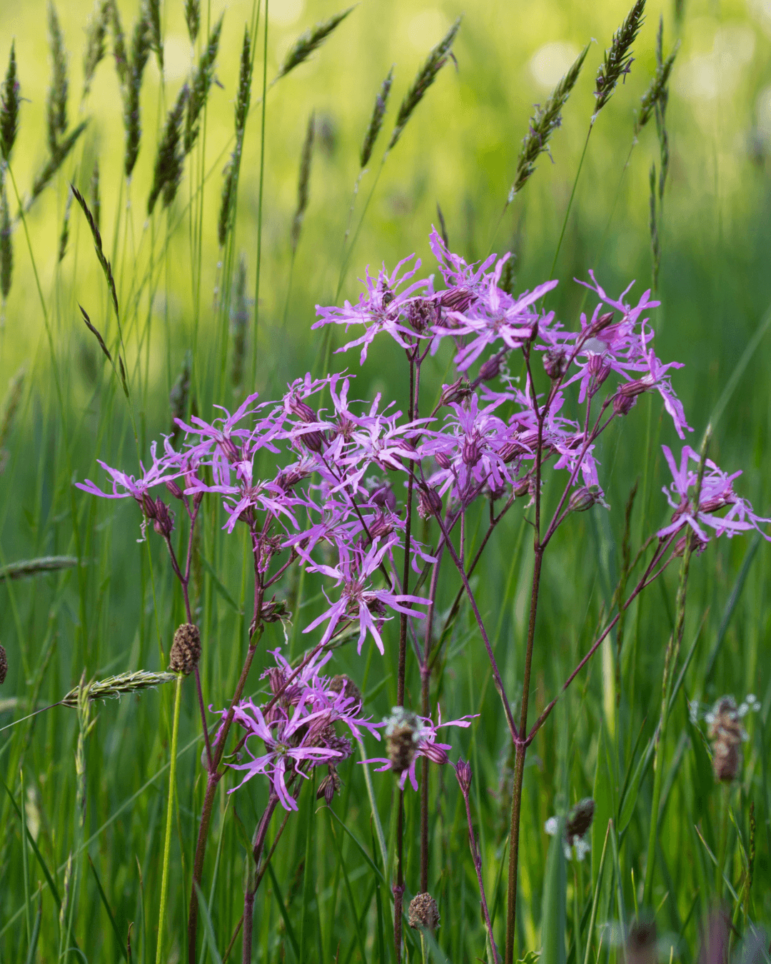 Käenkukka (Lychnis flos-cuculi)