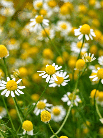Kamomillasaunio, kamomilla (Matricaria recutita)