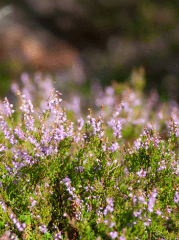 Kanerva (Calluna vulgaris)