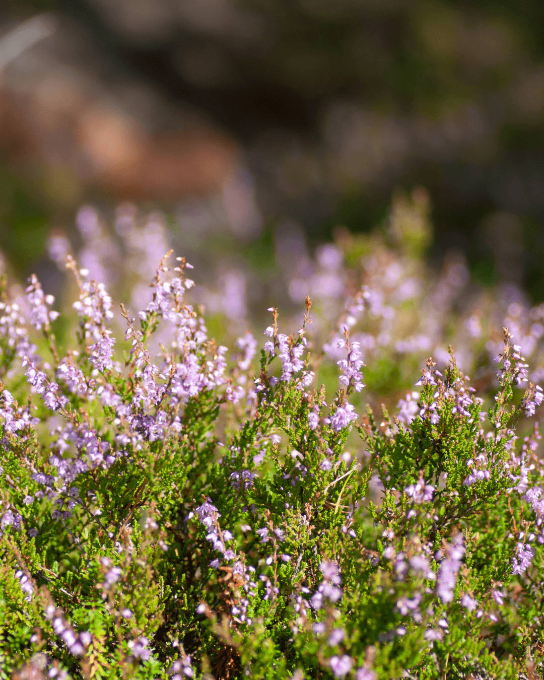 Kanerva (Calluna vulgaris)