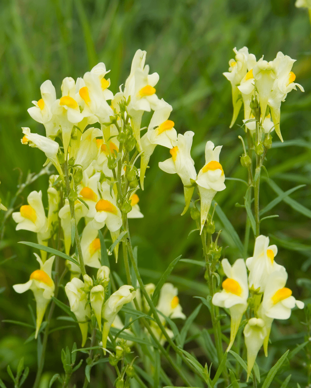 Kannusruoho (Linaria vulgaris) - Image 2