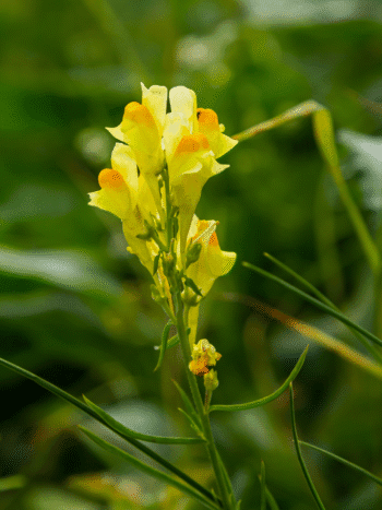 Kannusruoho (Linaria vulgaris)