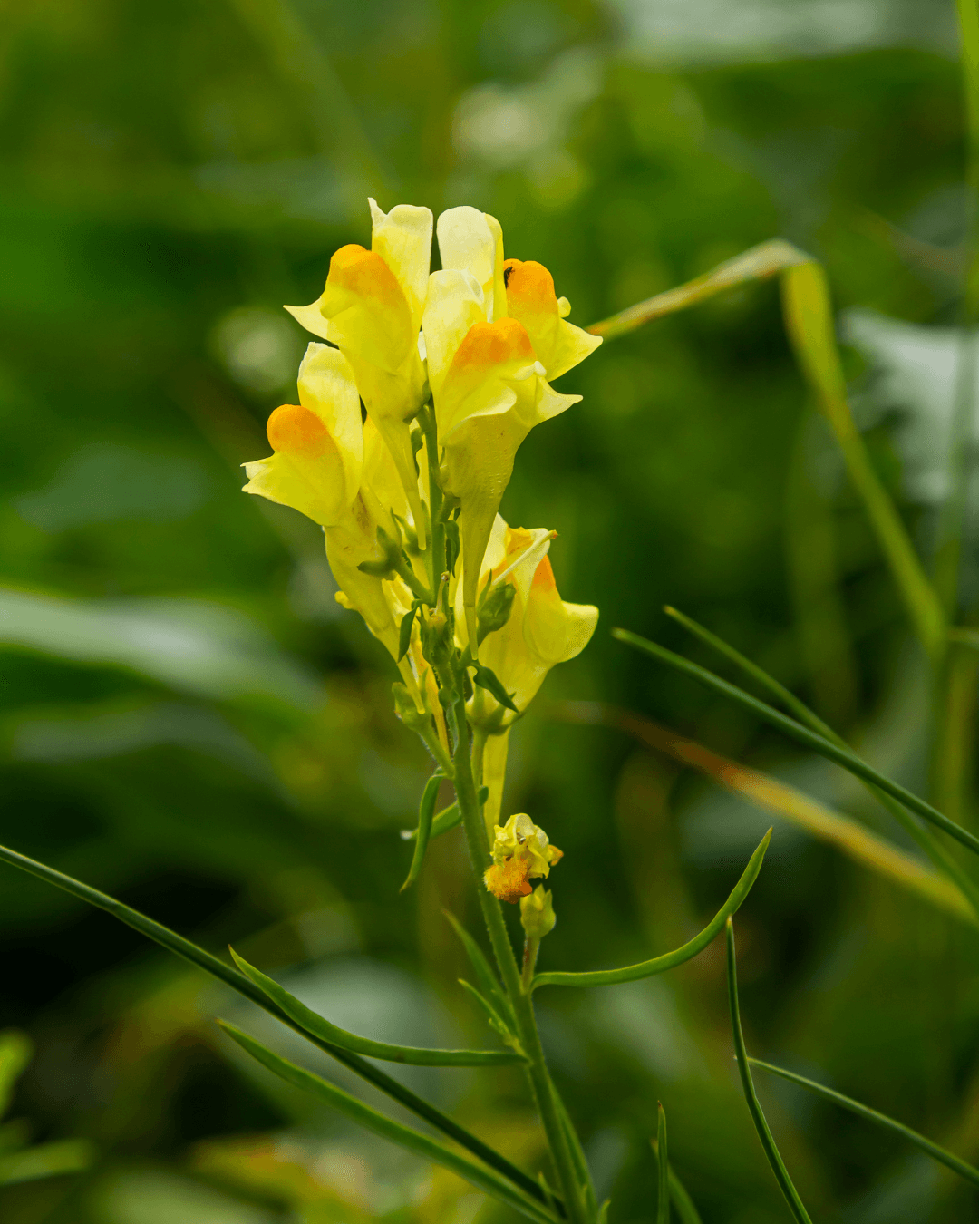 Kannusruoho Linaria Vulgaris Siemenpussi Niittysiemen Kannusruoho Linaria Vulgaris Siemenpussi Niittysiemen