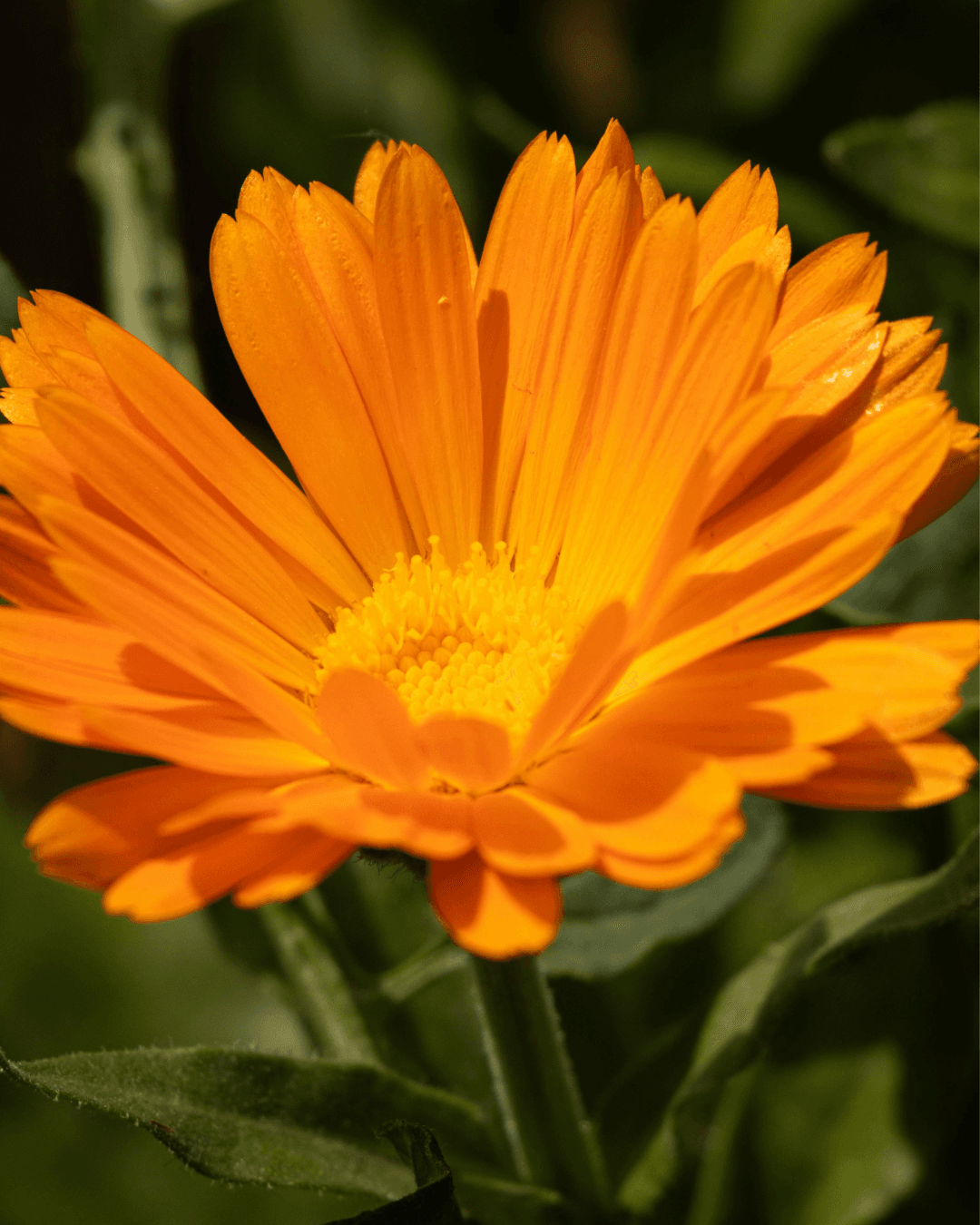 Kehäkukka, oranssi (Calendula officinalis) - Image 2