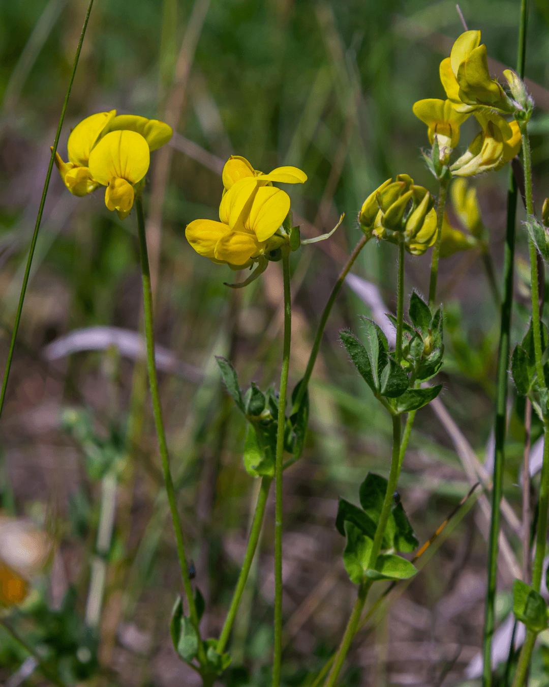 Keltamaite (Lotus corniculatus) - Image 2