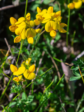 Keltamaite (Lotus corniculatus)