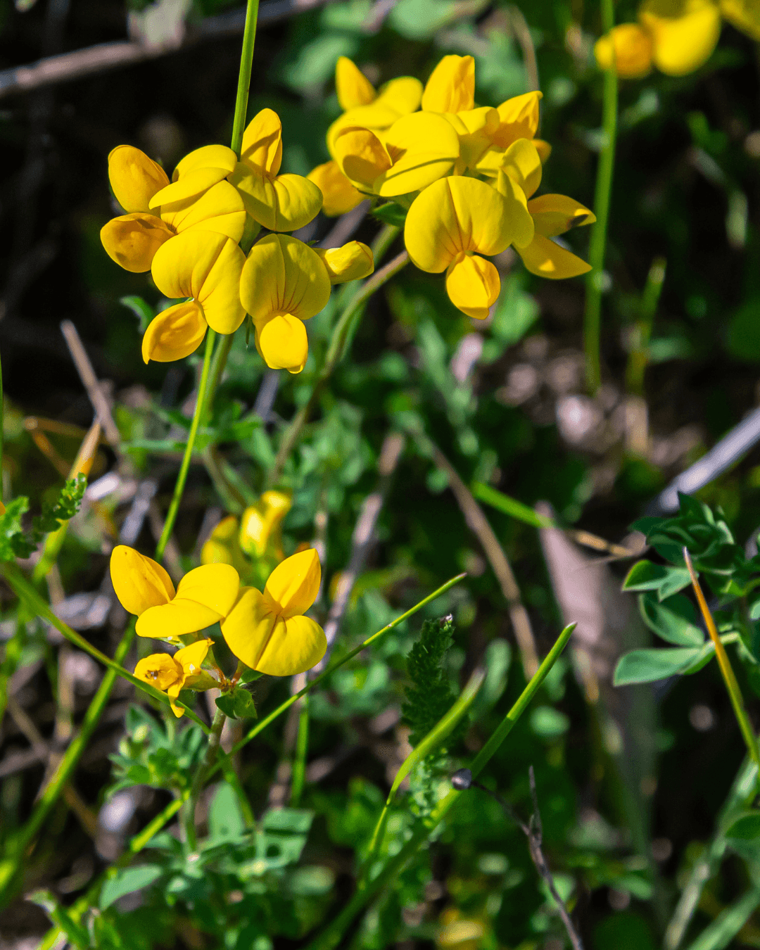 Keltamaite (Lotus corniculatus)