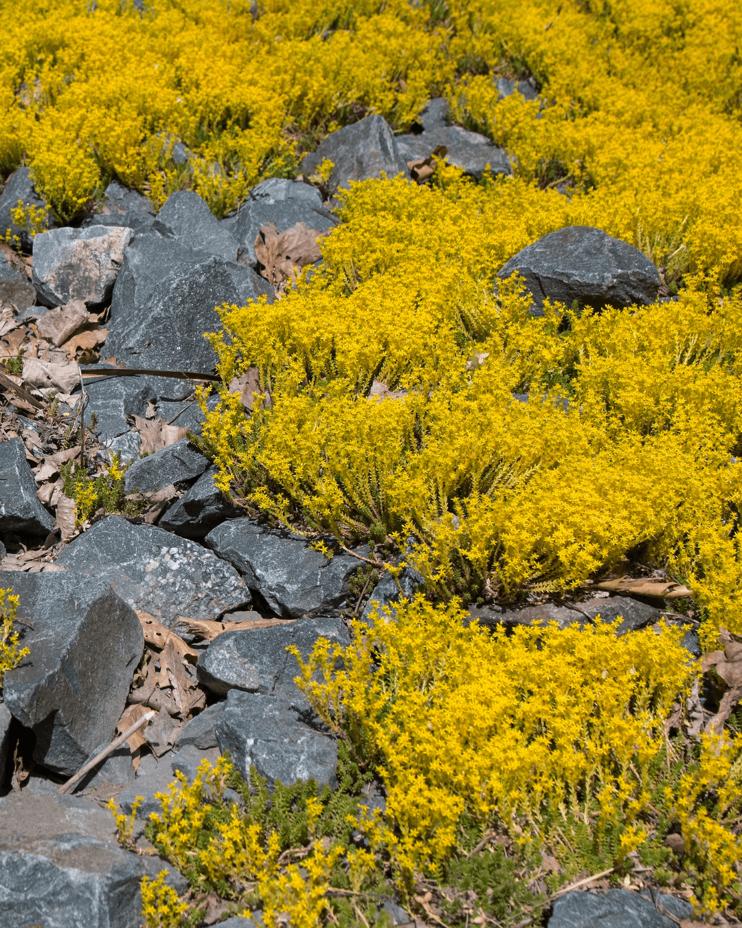 Keltamaksaruoho (Sedum acre) - Image 2