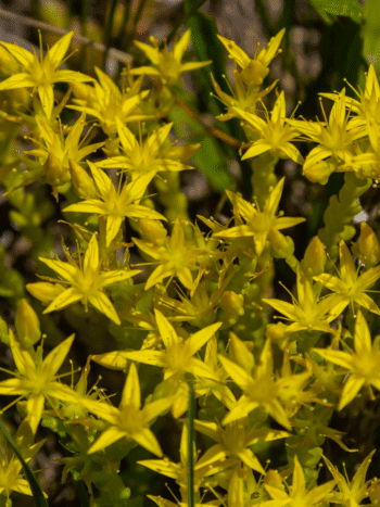 Keltamaksaruoho (Sedum acre)