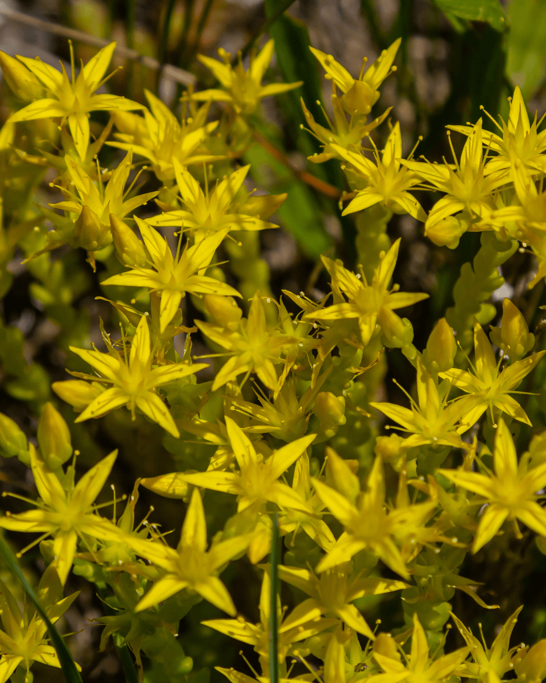 Keltamaksaruoho (Sedum acre)