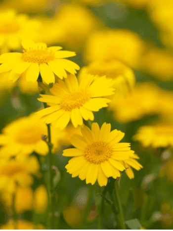 Keltapäivänkakkara (Chrysanthemum segetum)
