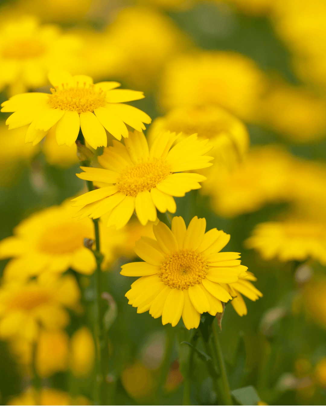 Keltapäivänkakkara (Chrysanthemum segetum)