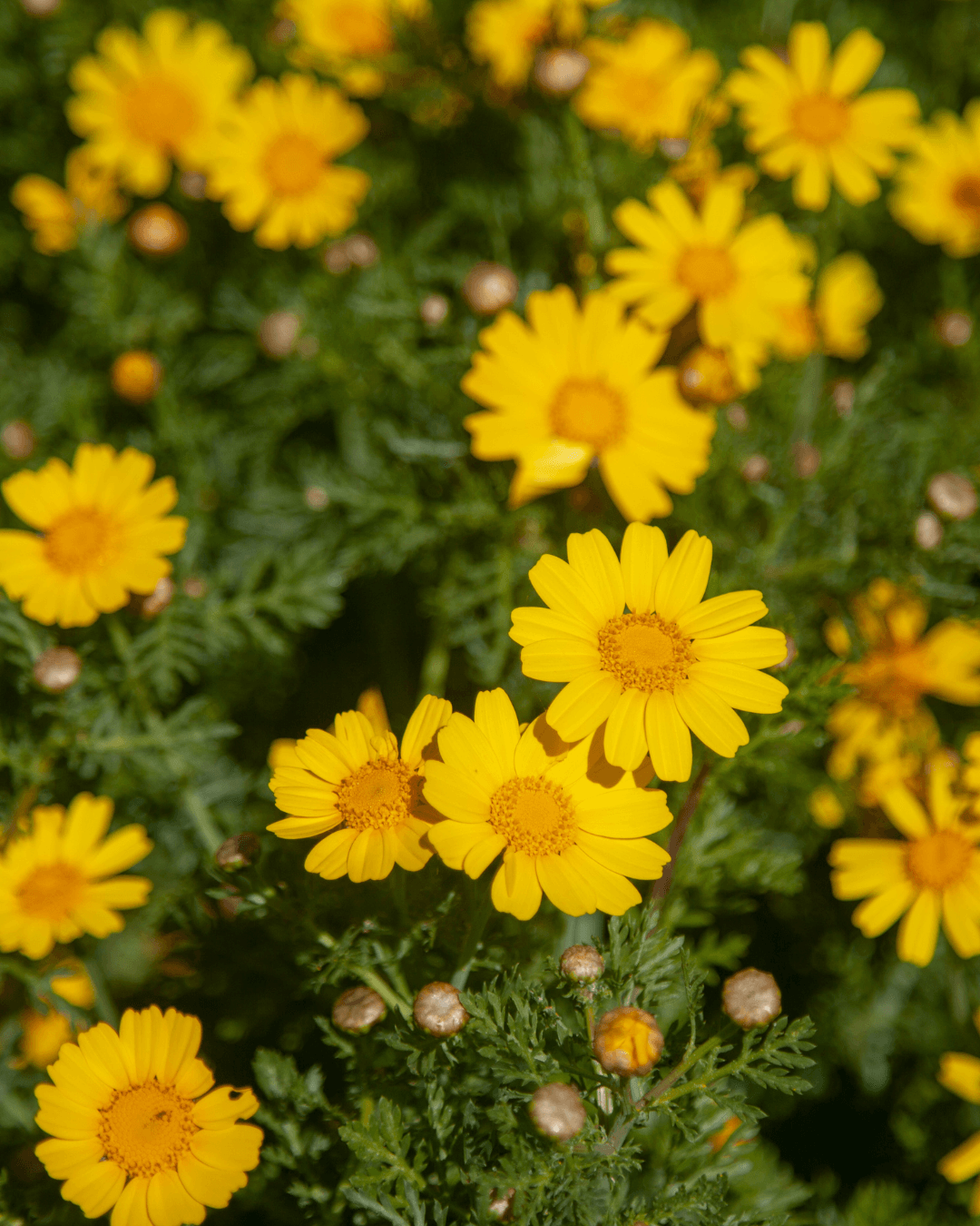 Keltapäivänkakkara (Chrysanthemum segetum) - Image 2