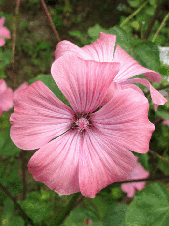 Kesämalvikki, kesäkukka (Lavatera trimestris)