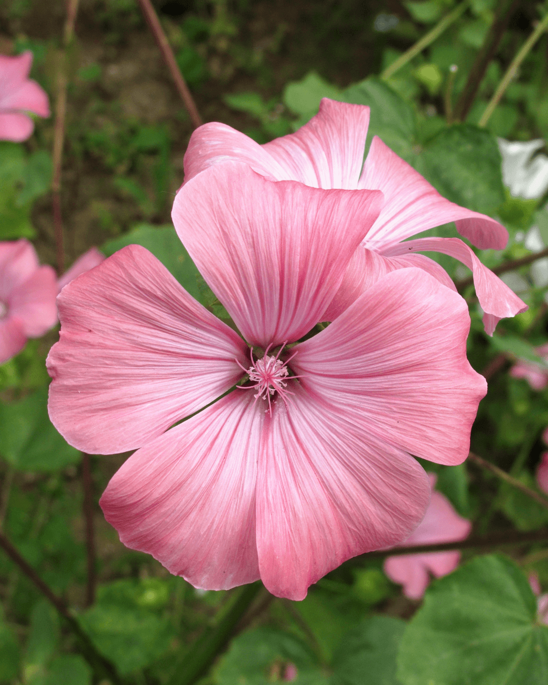 Kesämalvikki, kesäkukka (Lavatera trimestris)