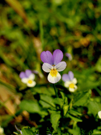 Keto-orvokki (Viola tricolor)