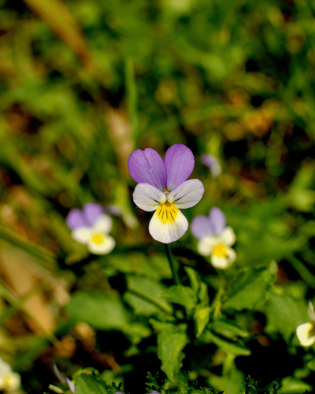 Keto-orvokki (Viola tricolor)