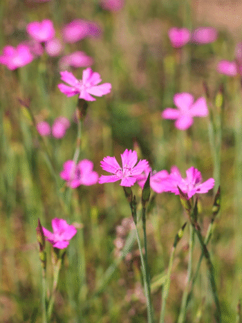 Ketoneilikka (Dianthus deltoides)