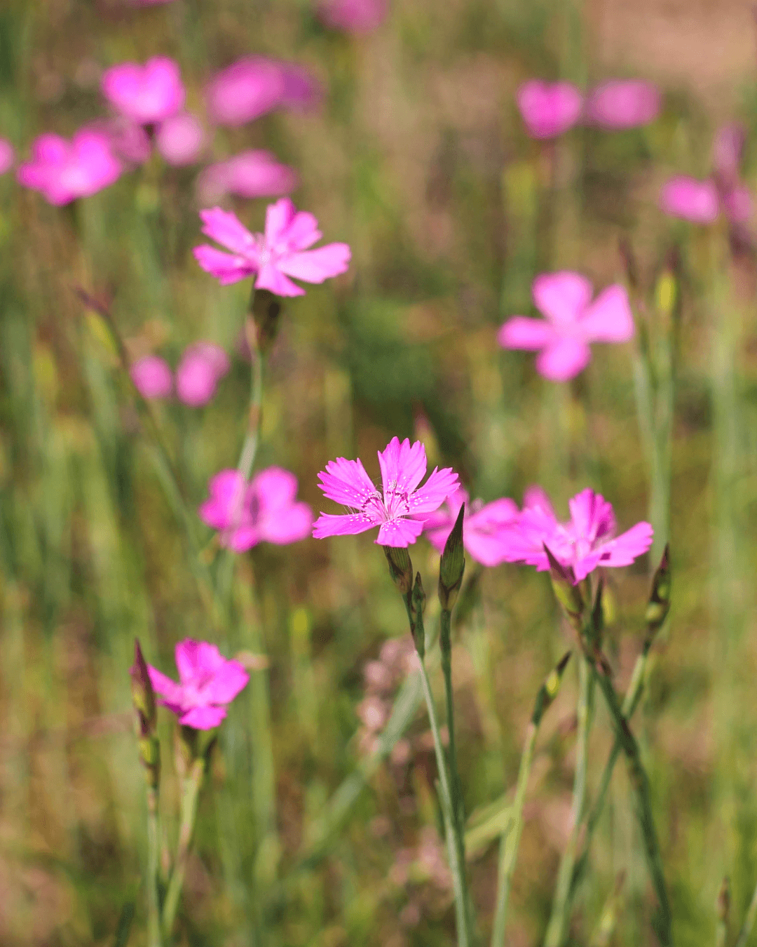 Ketoneilikka (Dianthus deltoides)