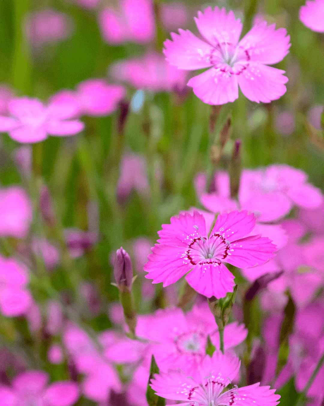 Ketoneilikka Dianthus Deltoides Siemenpussi Niittysiemen