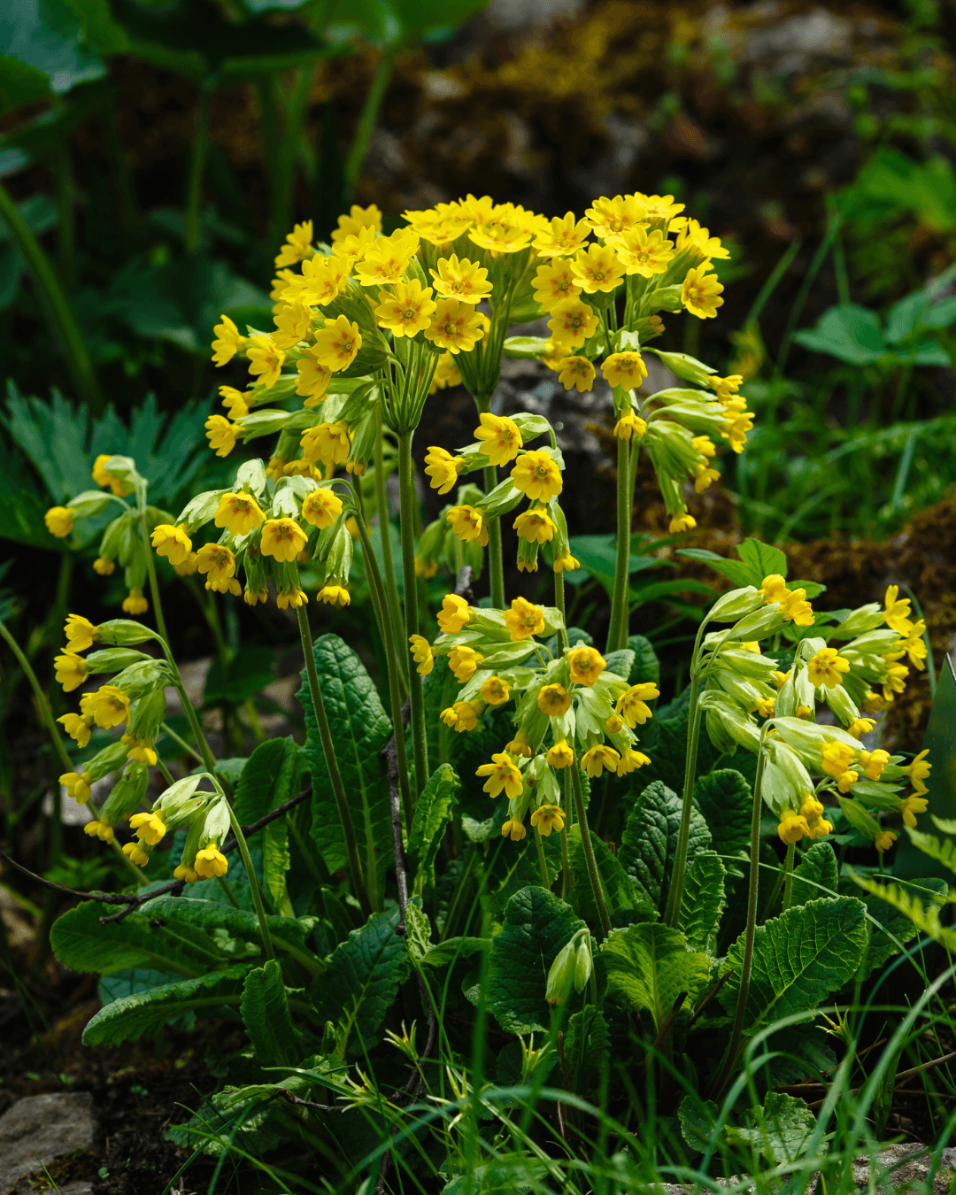 Kevätesikko (Primula veris) - Image 2