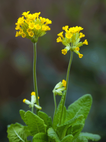 Kevätesikko (Primula veris)