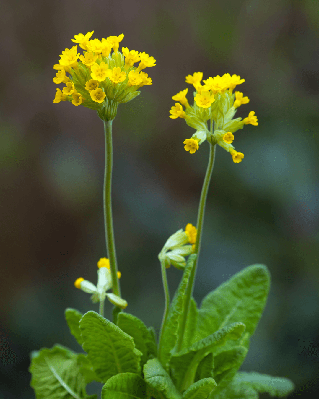 Kevätesikko (Primula veris)
