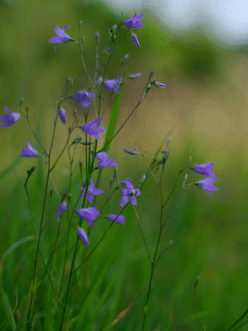 Kissankello (Campanula rotundifolia)