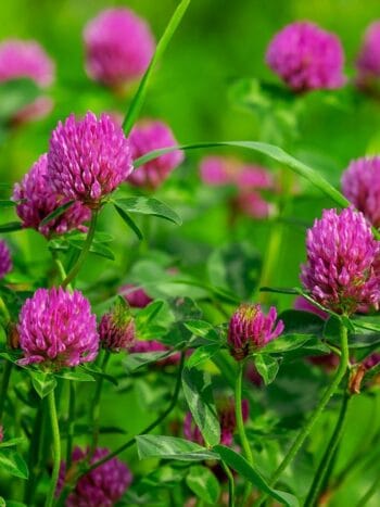 Puna-apila (Trifolium pratense)