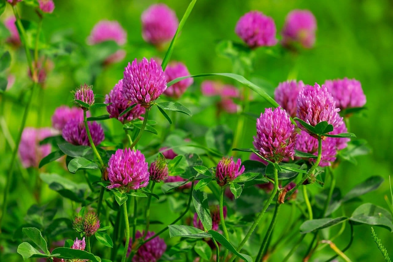 Puna-apila (Trifolium pratense)