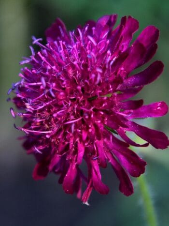 Etelän ruusuruoho (Knautia macedonica)