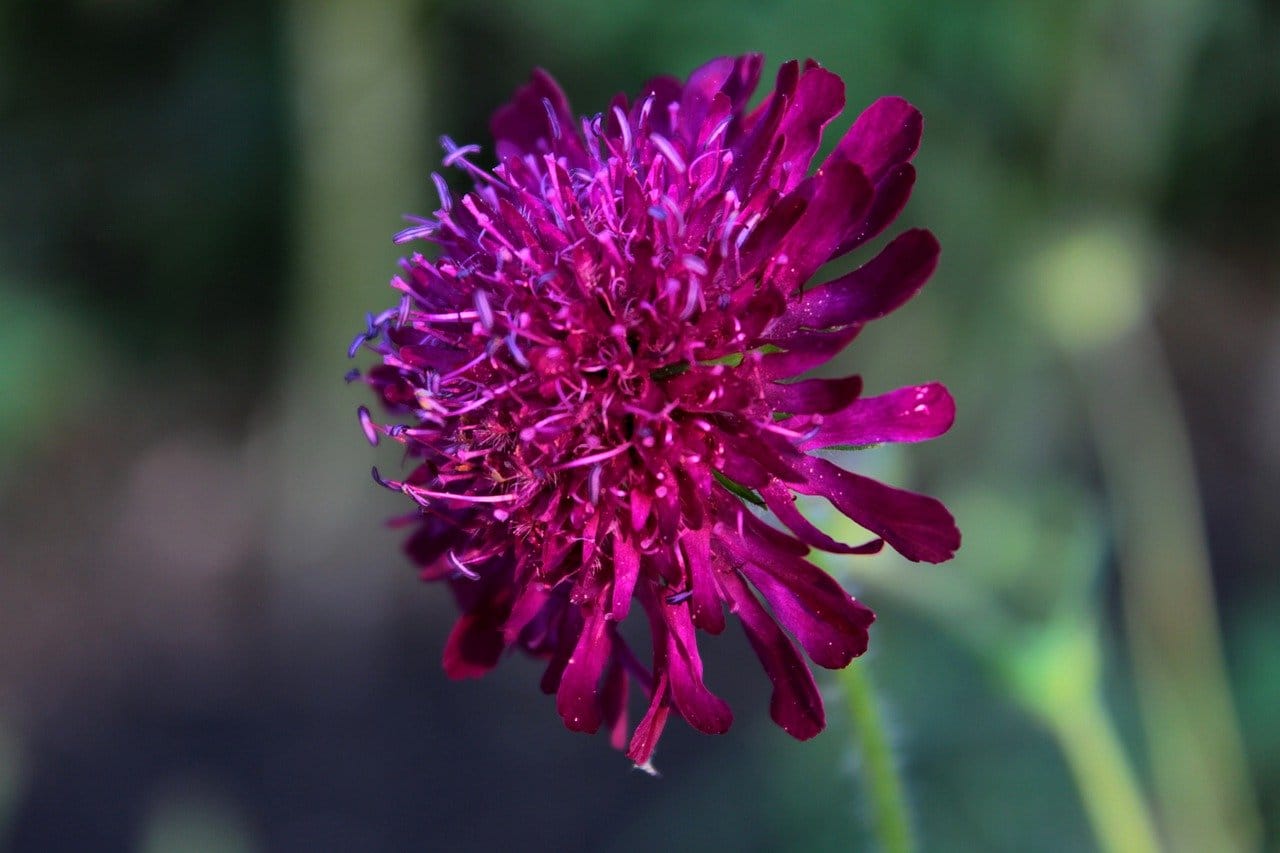 Etelän ruusuruoho (Knautia macedonica)