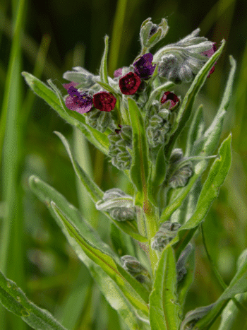 Koirankieli (Cynoglossum officinale)