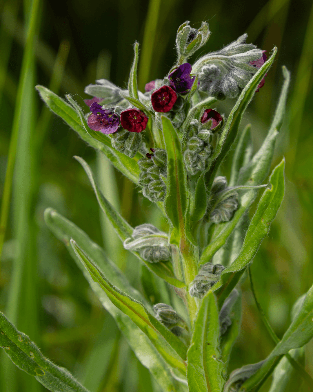 Koirankieli (Cynoglossum officinale)