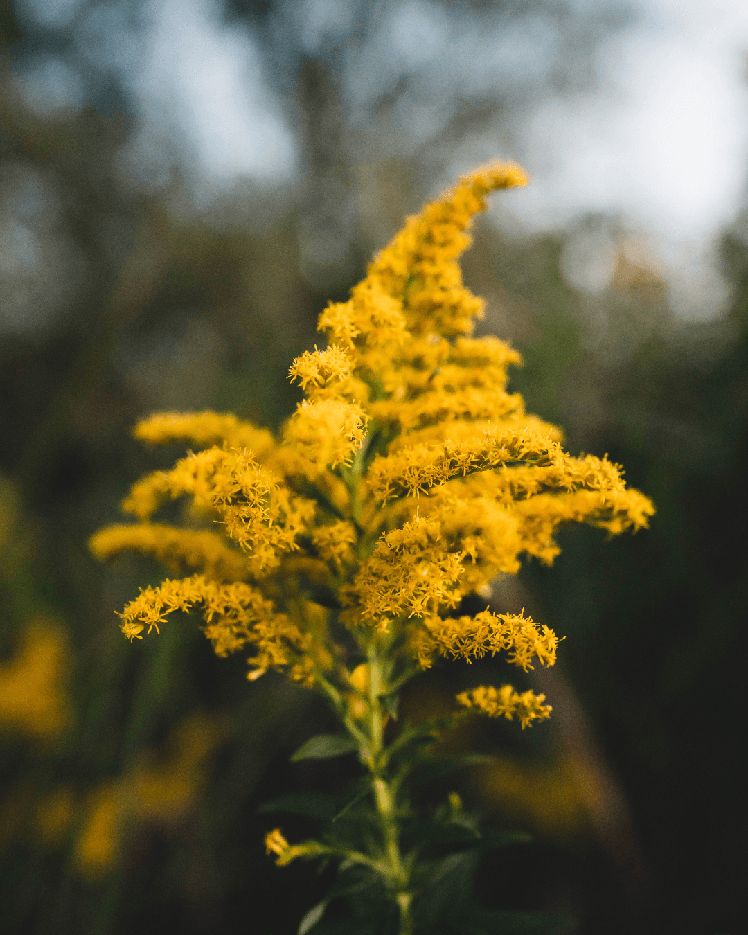Kultapiisku (Solidago virgaurea) - Image 2
