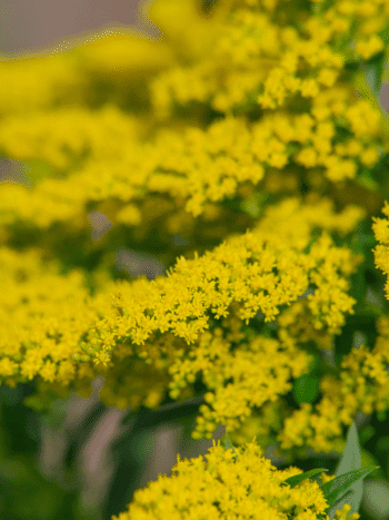 Kultapiisku (Solidago virgaurea)