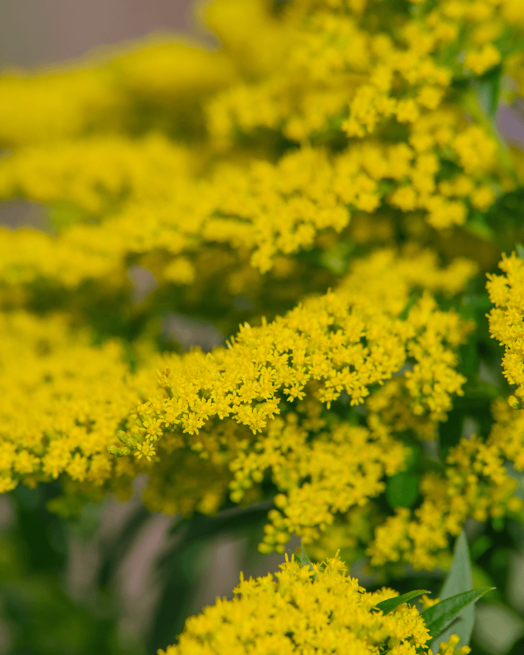 Kultapiisku (Solidago virgaurea)