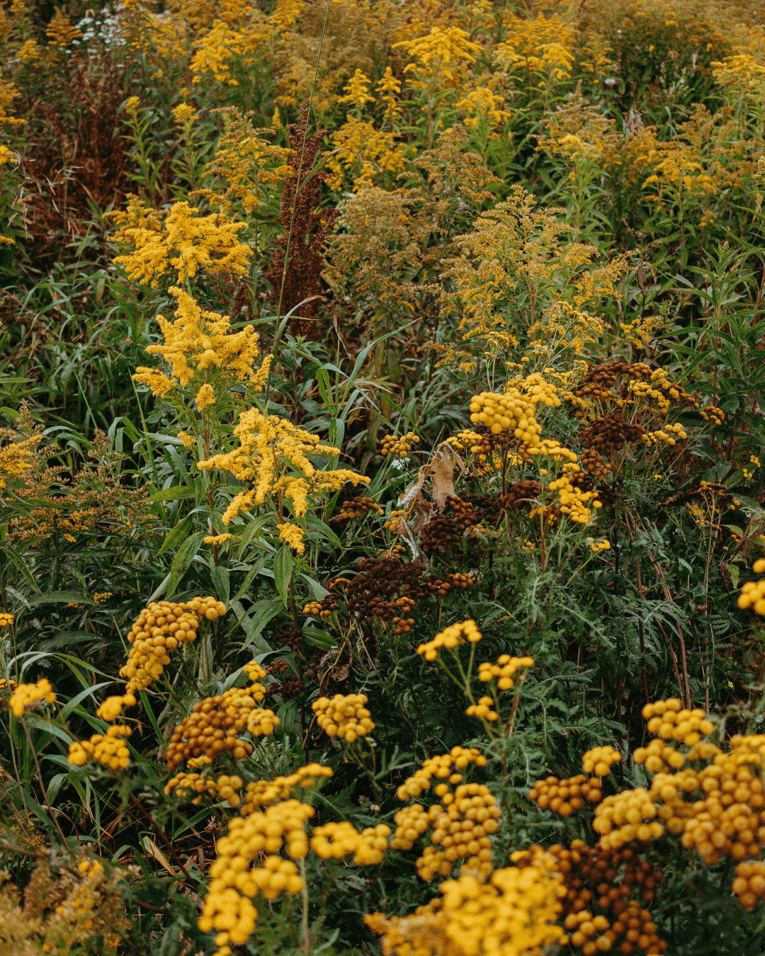Kultapiisku (Solidago virgaurea) - Image 3