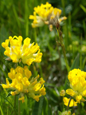 Masmalo (Anthyllis vulneraria)