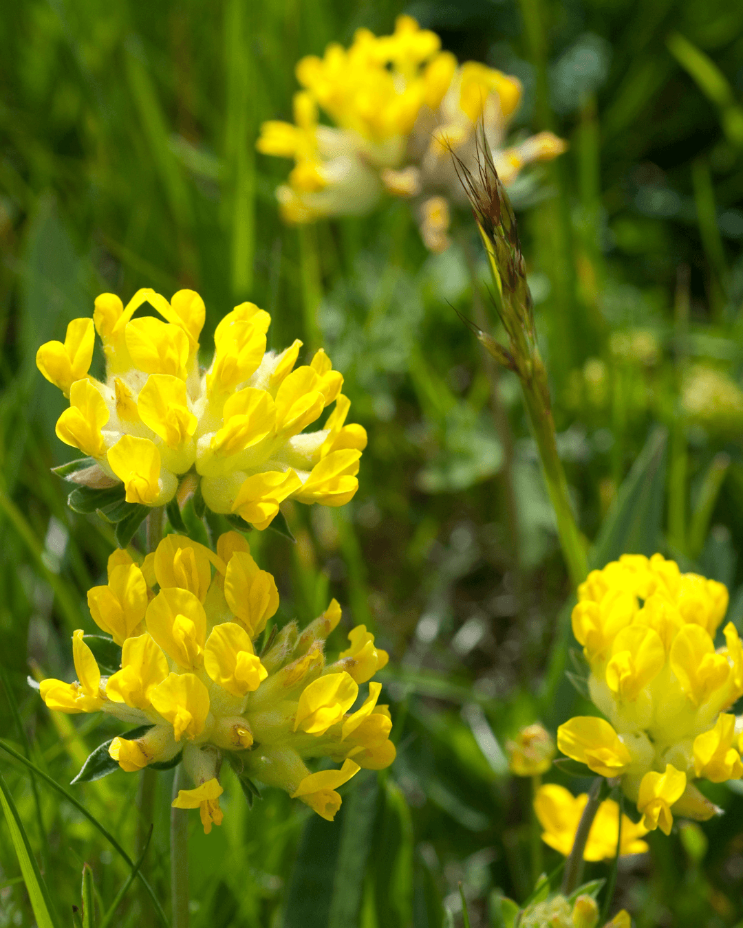 Masmalo (Anthyllis vulneraria)